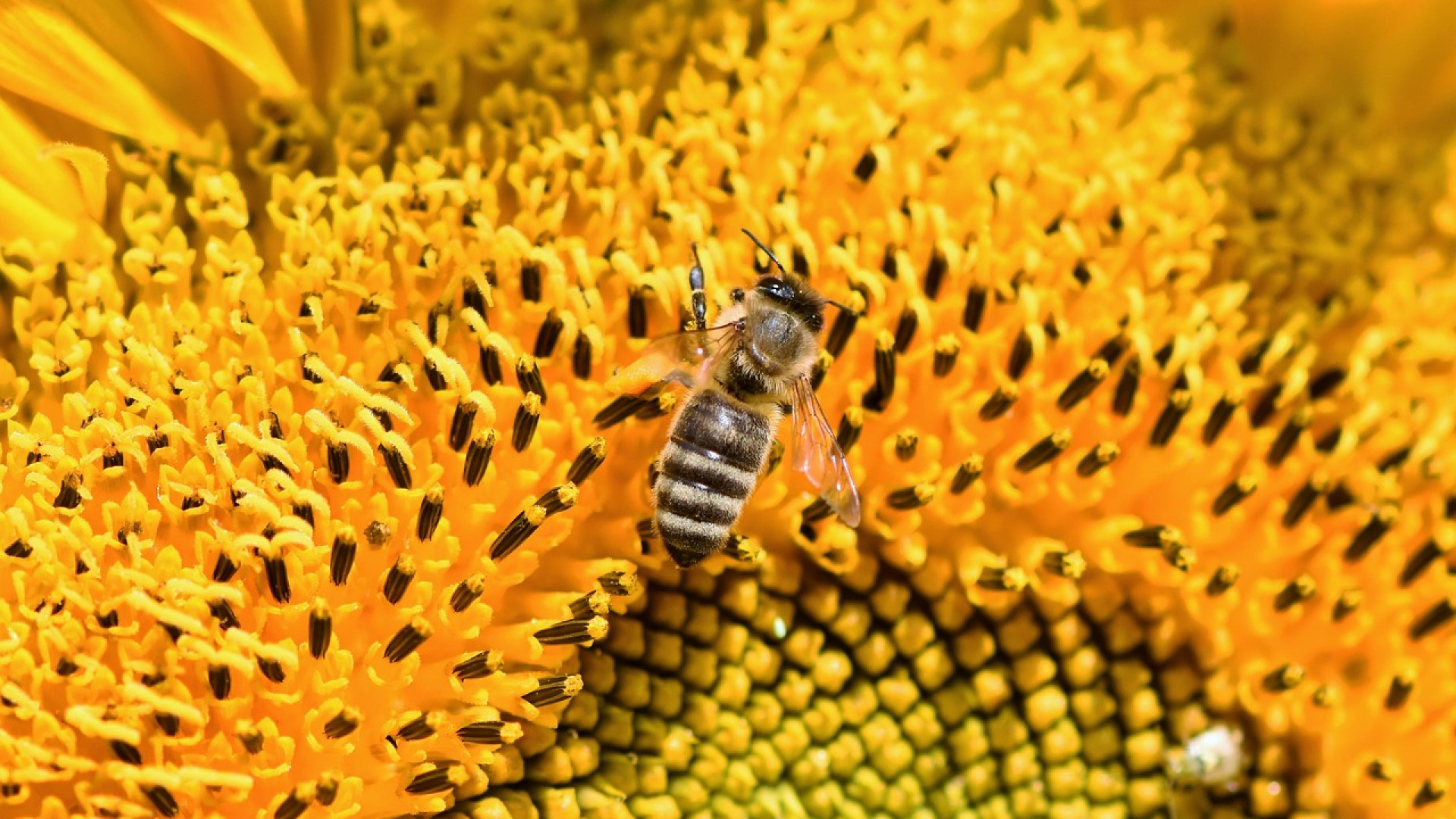 Une détox avec du pain d’abeilles