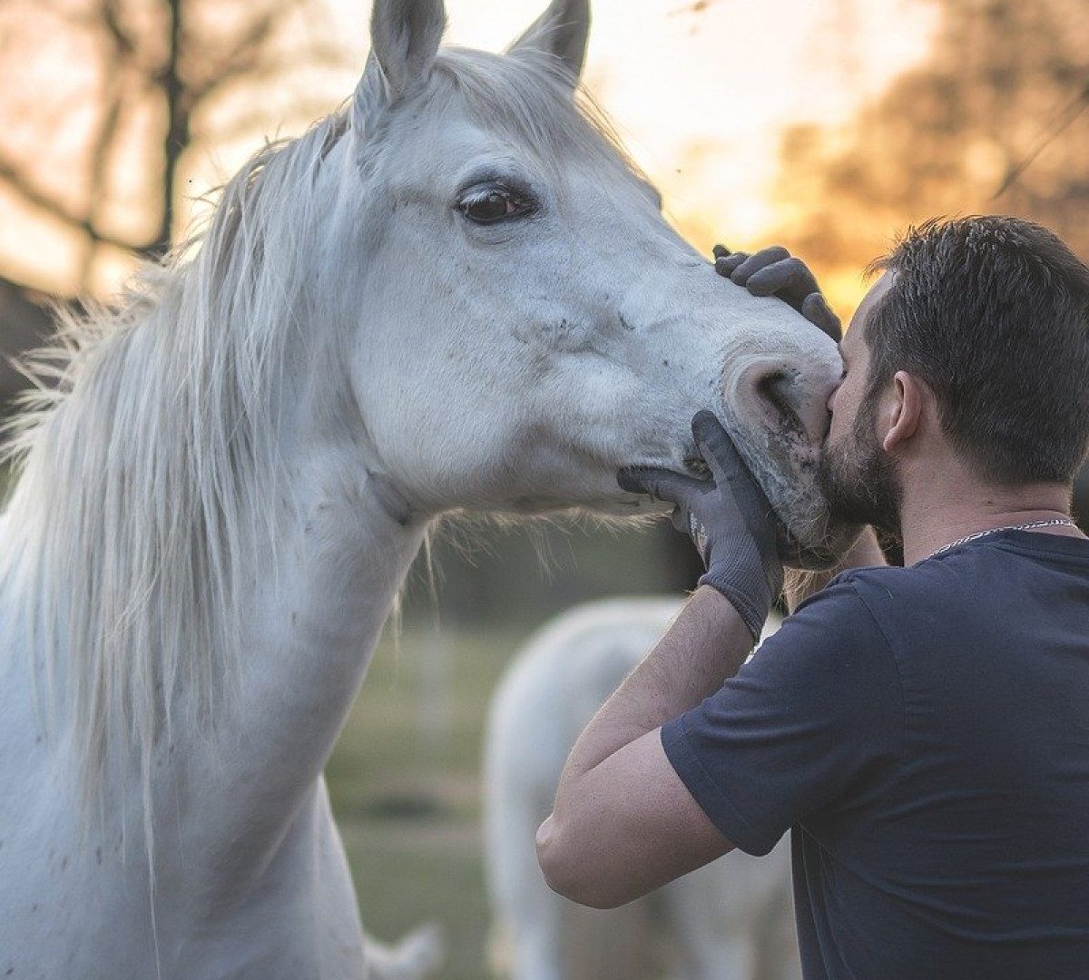 Quels équipements pour votre cheval ? 