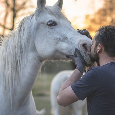 Quels équipements pour votre cheval ? 