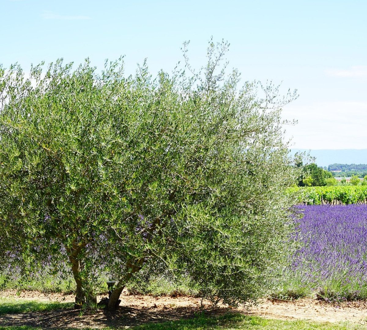 Quels sont les avantages d'être certifié Ecolabel européen?