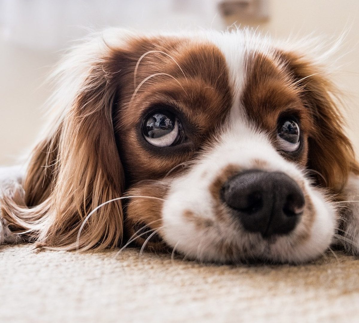 4 choses à faire pour bien prendre soin de ses animaux de compagnie