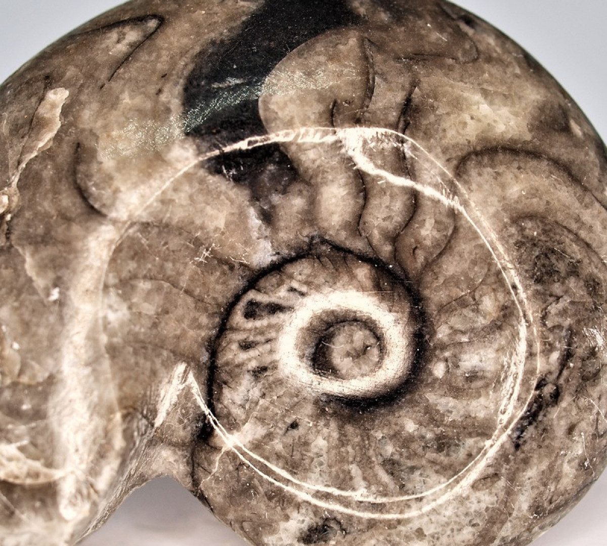 Les ammonites de Madagascar : bien plus que de simples pierres !