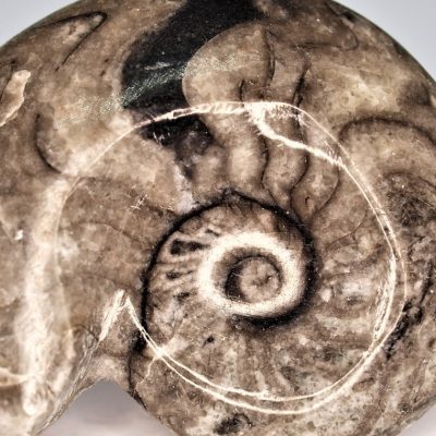 Les ammonites de Madagascar : bien plus que de simples pierres !