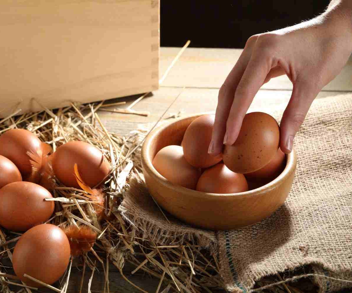 Comment savoir si des oeufs sont encore bons
