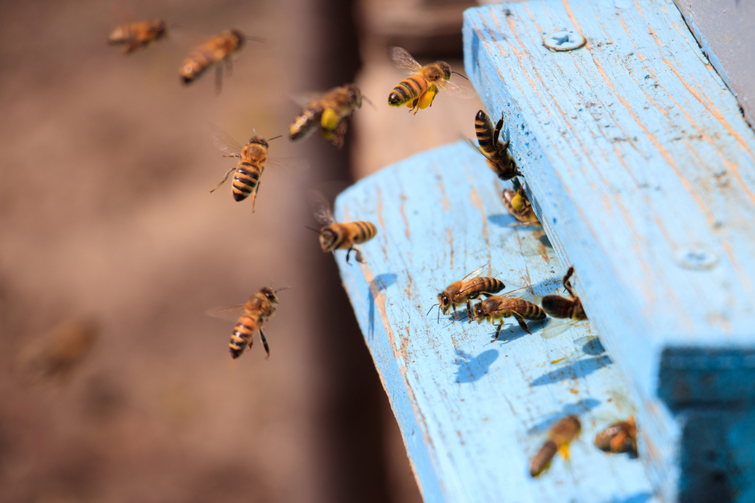 Vue rapprochée d'abeilles volant sur une surface en bois peinte en bleu sous la lumière du soleil pendant la journée