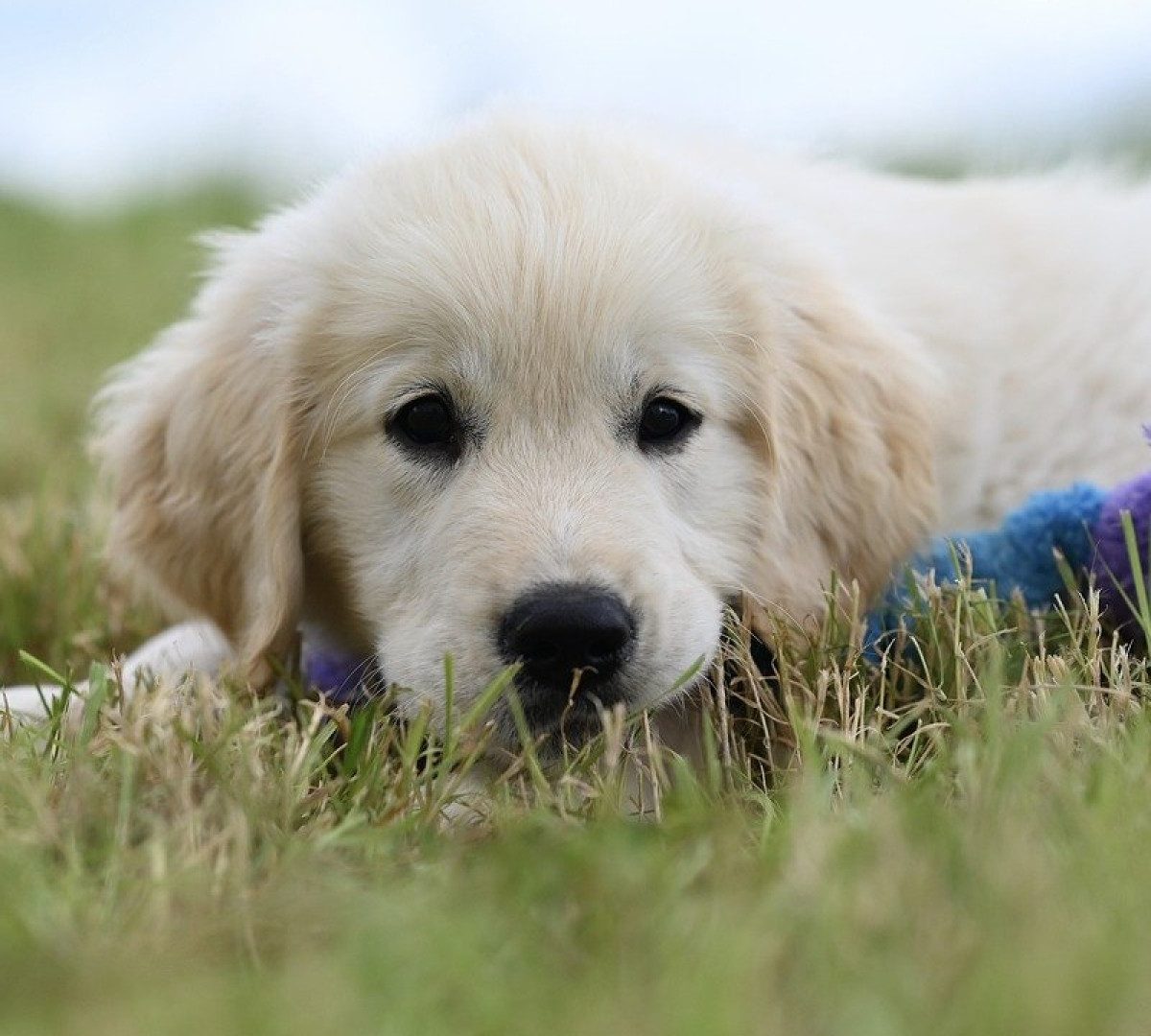 Comment reconnaître des croquettes de qualité pour votre chat ou votre chien ?
