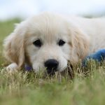 Comment reconnaître des croquettes de qualité pour votre chat ou votre chien ?