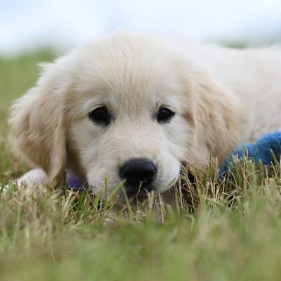 Comment reconnaître des croquettes de qualité pour votre chat ou votre chien ?