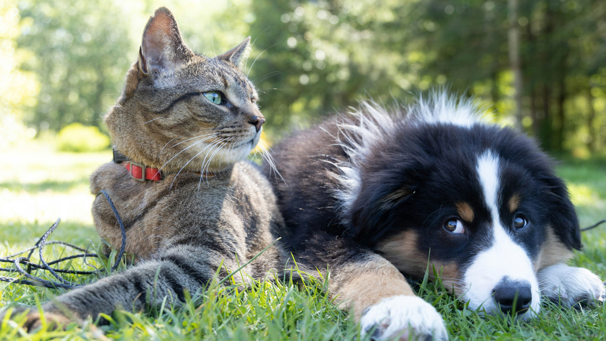 les amis chat et chien